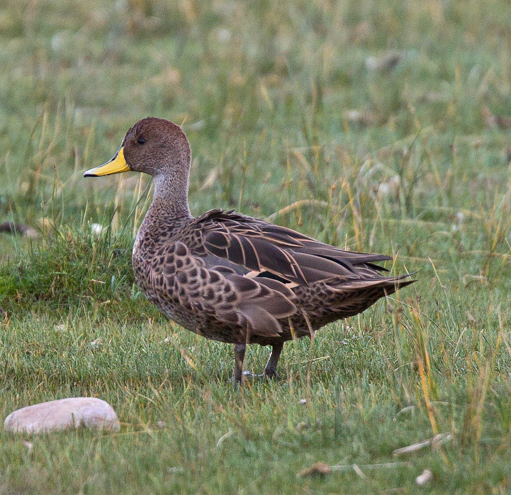  p>黄嘴针尾鸭(学名:anas georgica)属鸭科鸭属中型 a target="_blank