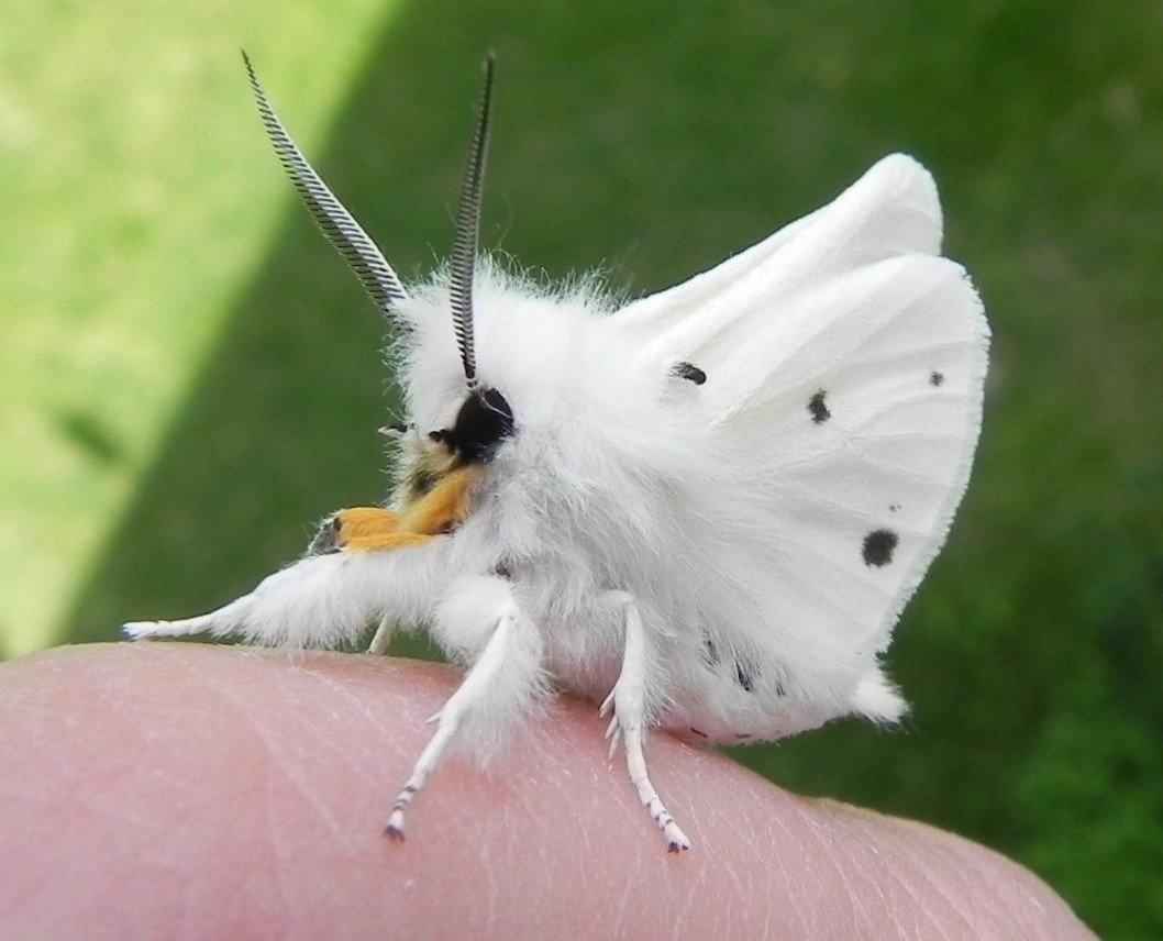 venezuelan poodle moth