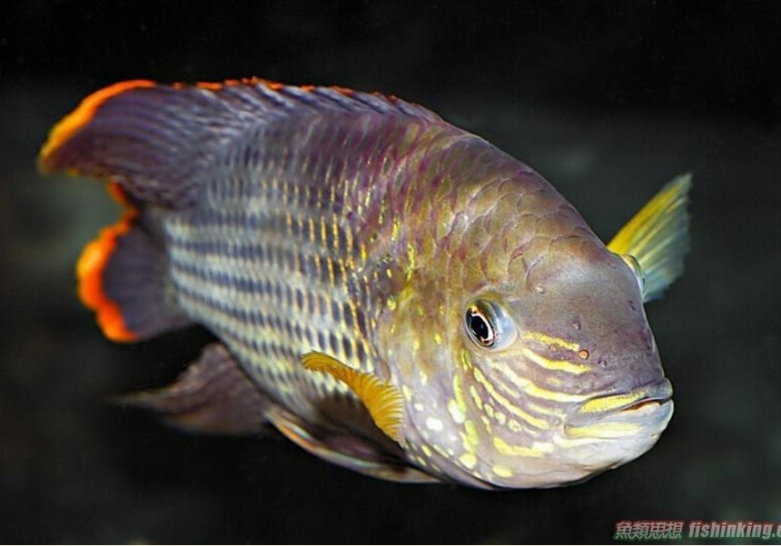  p> a href="#" data-lemmaid="7024132">红尾皇冠鱼 /a>,学名