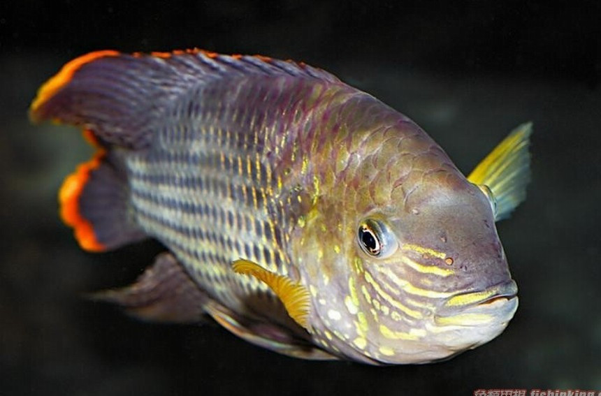  p> a href="#" data-lemmaid="7024132">红尾皇冠鱼 /a>,学名