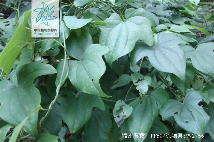 是薯蓣科 a target="_blank" href="/item/薯蓣属">薯蓣属 /a>植物