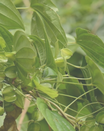 为薯蓣科植物细柄薯蓣 i>dioscorea tenuipes  /i>franch. et sav.