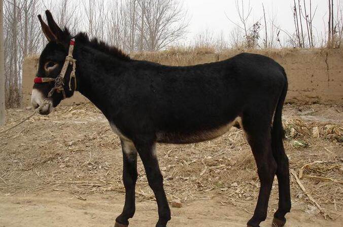 优良驴种之一,中国五大优良驴种分别是关中驴,德州驴,广灵驴,泌阳驴