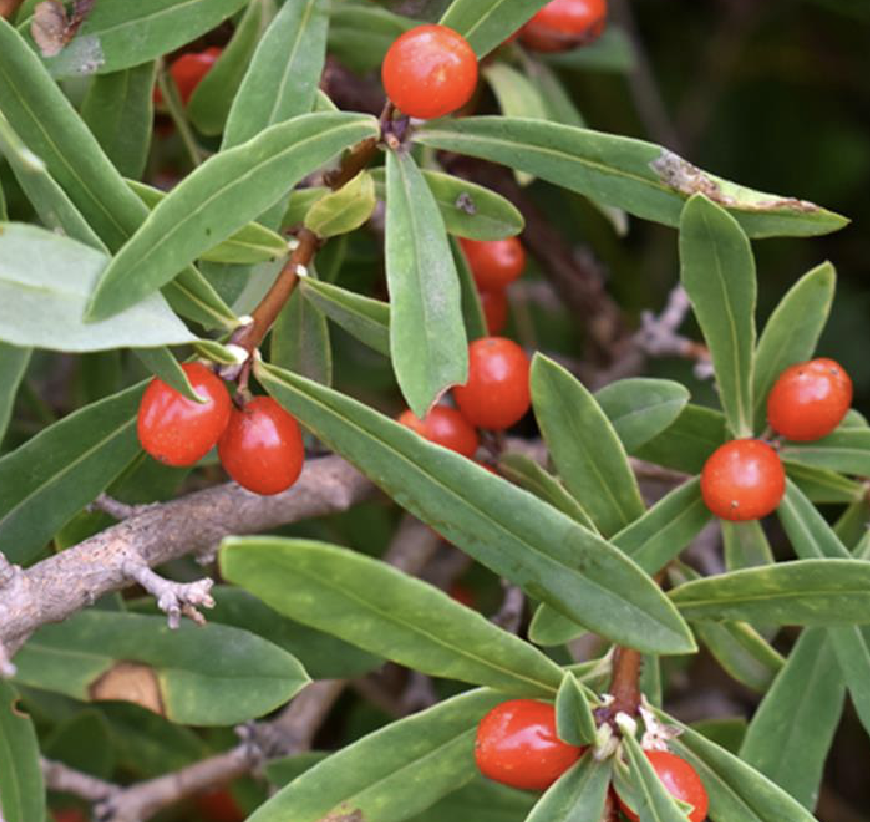  p>黄瑞香(学名: i>daphne giraldii /i>  nitsche)是瑞香科瑞香属