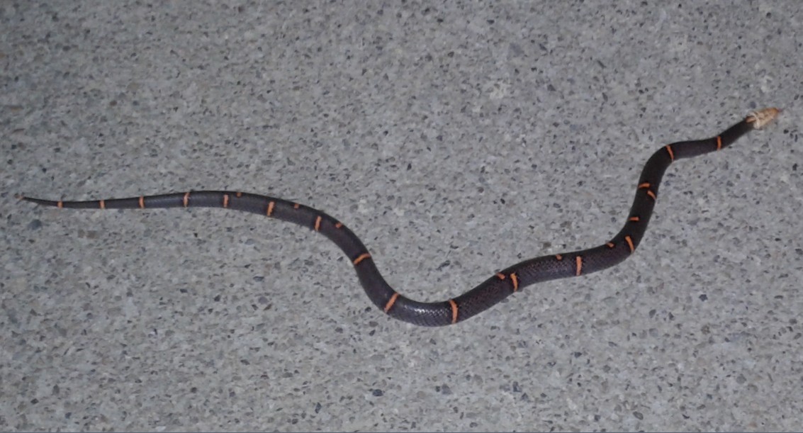  p>白头蝰(学名: i>azemiops feae /i>)是中国27种毒蛇之一,又名白头