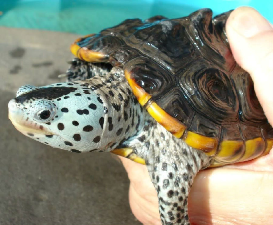  p>钻纹龟(学名: i>malaclemys terrapin /i>)是龟科,钻纹龟属动物.