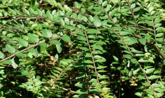  p>亮叶忍冬(学名: i>lonicera ligustrina var.