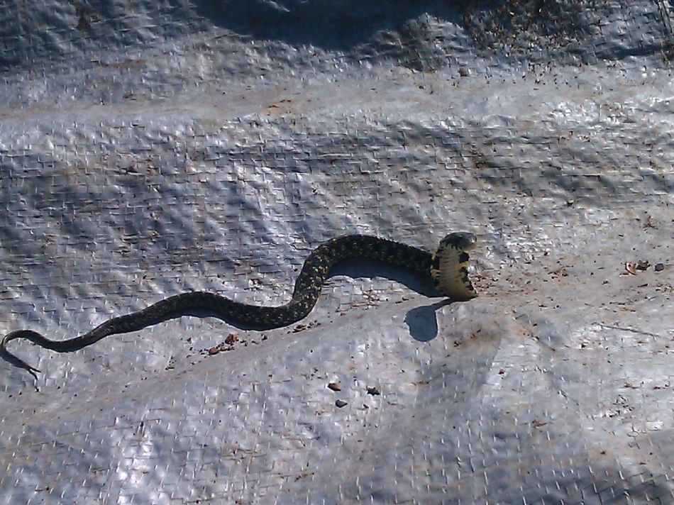 学名:pseudoxenodon macrops)为游蛇科斜鳞蛇属的爬行动物,俗名气扁蛇