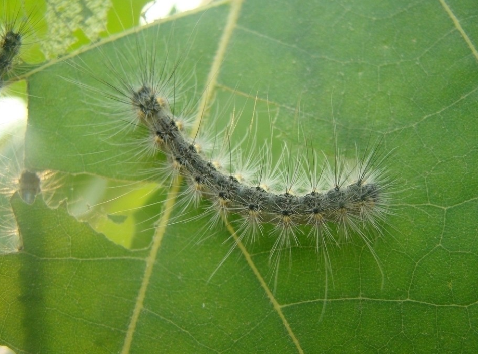 hyphantria cunea(drury)