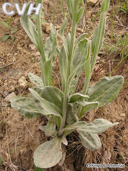  p data-id="go17qu48h9">狗舌草( i>tephro