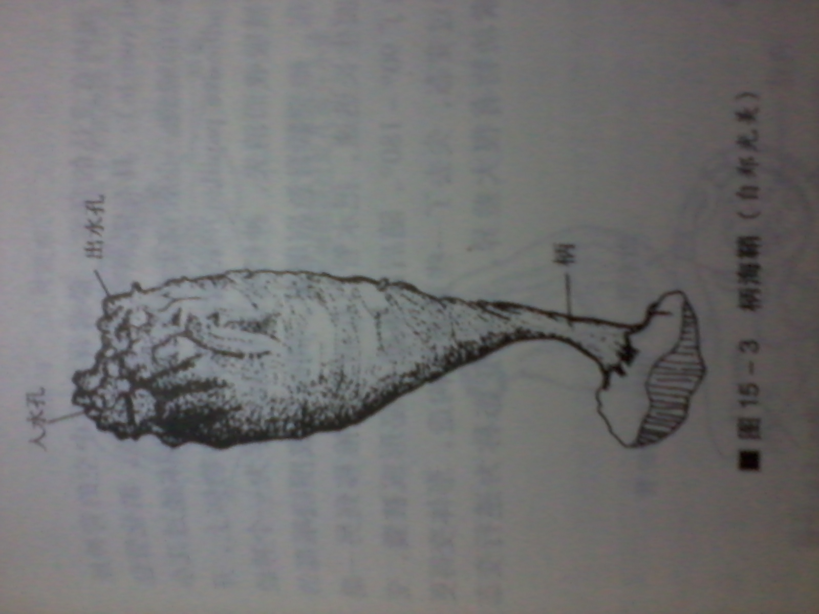  p>尾索动物亚门是 a href="#" data-lemmaid="3516708">脊索动物门 