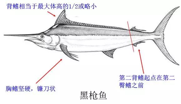 海中老司机！带你深度了解最快的海洋动物：剑鱼和旗鱼_百科TA说