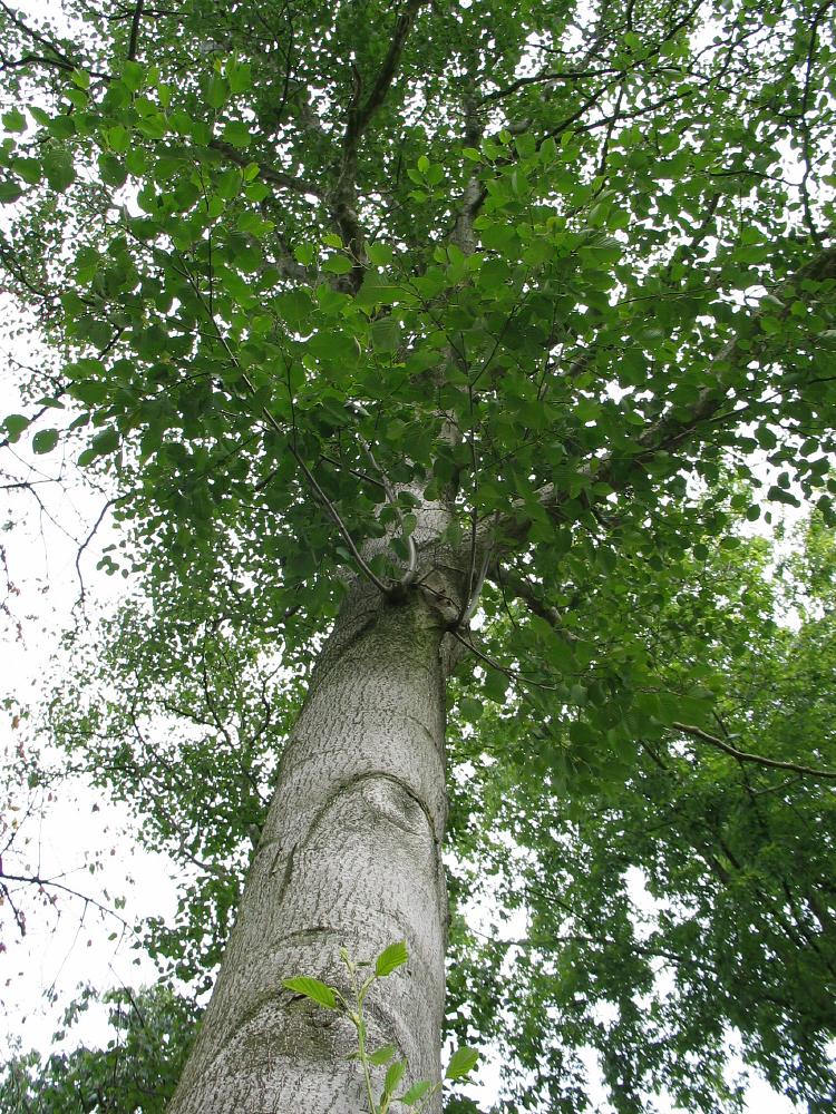 ( i>alnus formosana /i> (burkill) makino):又名台湾桤木,是桦木科