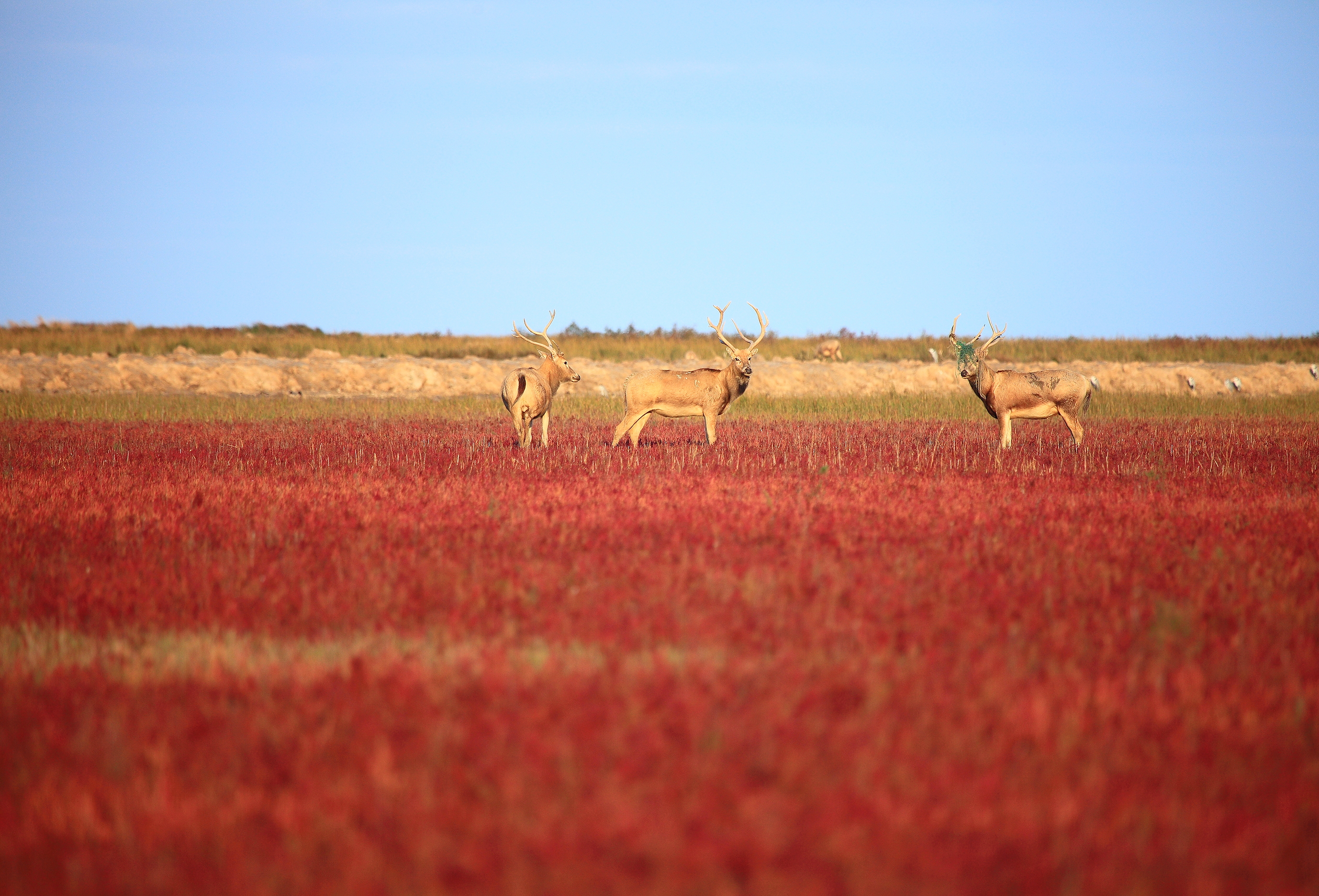 麋鹿国家级自然保护区