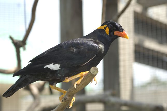 common hill myna