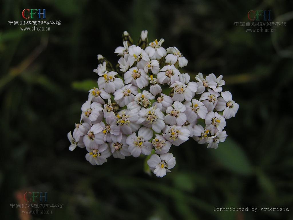  p>中文学名亚洲蓍,拉丁学名achillea asiatica,分布区域;中国东西