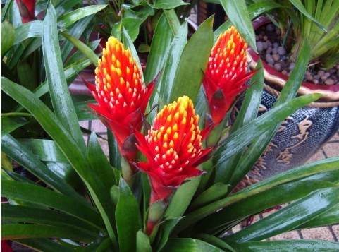 南希的红衣火炬花