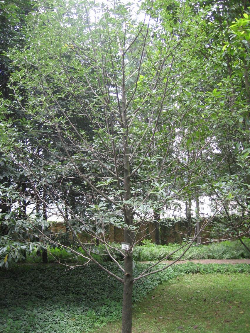  p>峨嵋含笑(学名: i>michelia wilsonii  /i>finet et gagn.