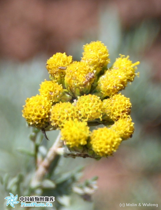  p> b>细叶亚菊 /b>(学名: i>ajania tenuifolia /i>)为菊科亚菊属的