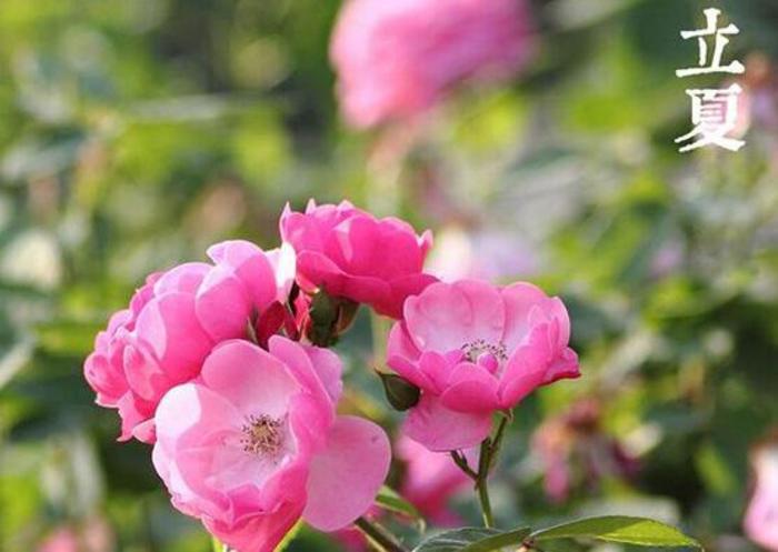 《立夏》是<a target="