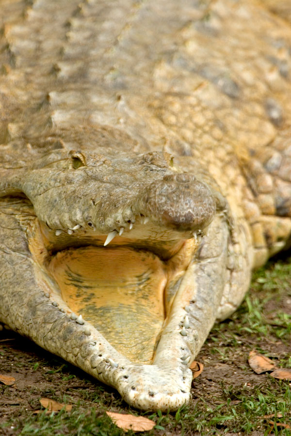 intermedius  /i>(graves, 1819),是鳄科鳄属的一种大型淡水鳄鱼