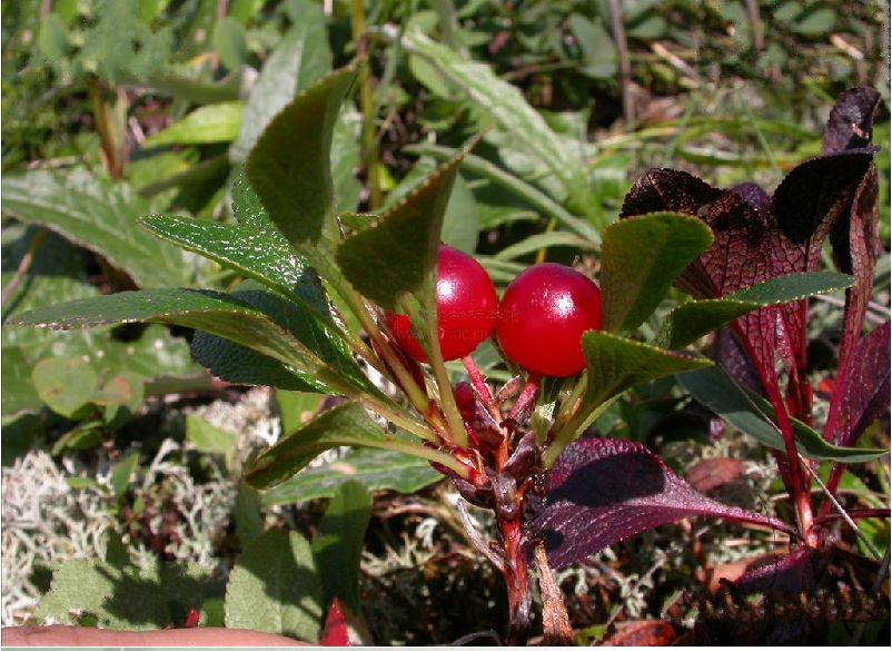 niedenzu),为 a target="_blank" href="/item/杜鹃花科/1316665"