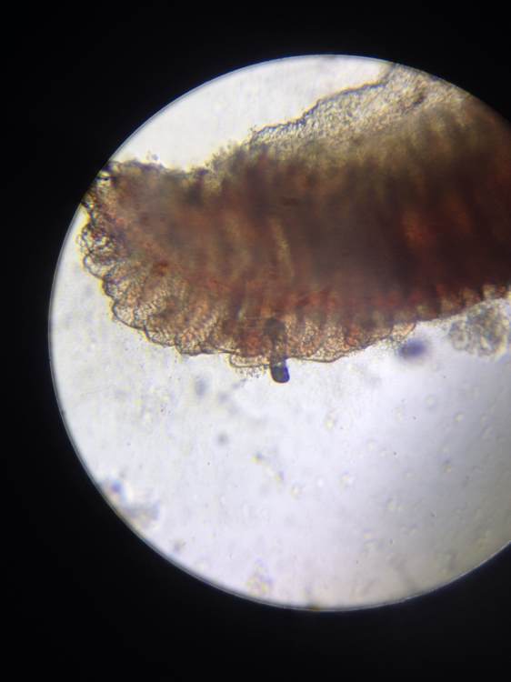 西昌指环虫