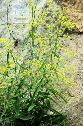  a href="#" data-lemmaid="8422767">柴胡属 /a>, a href="#" data