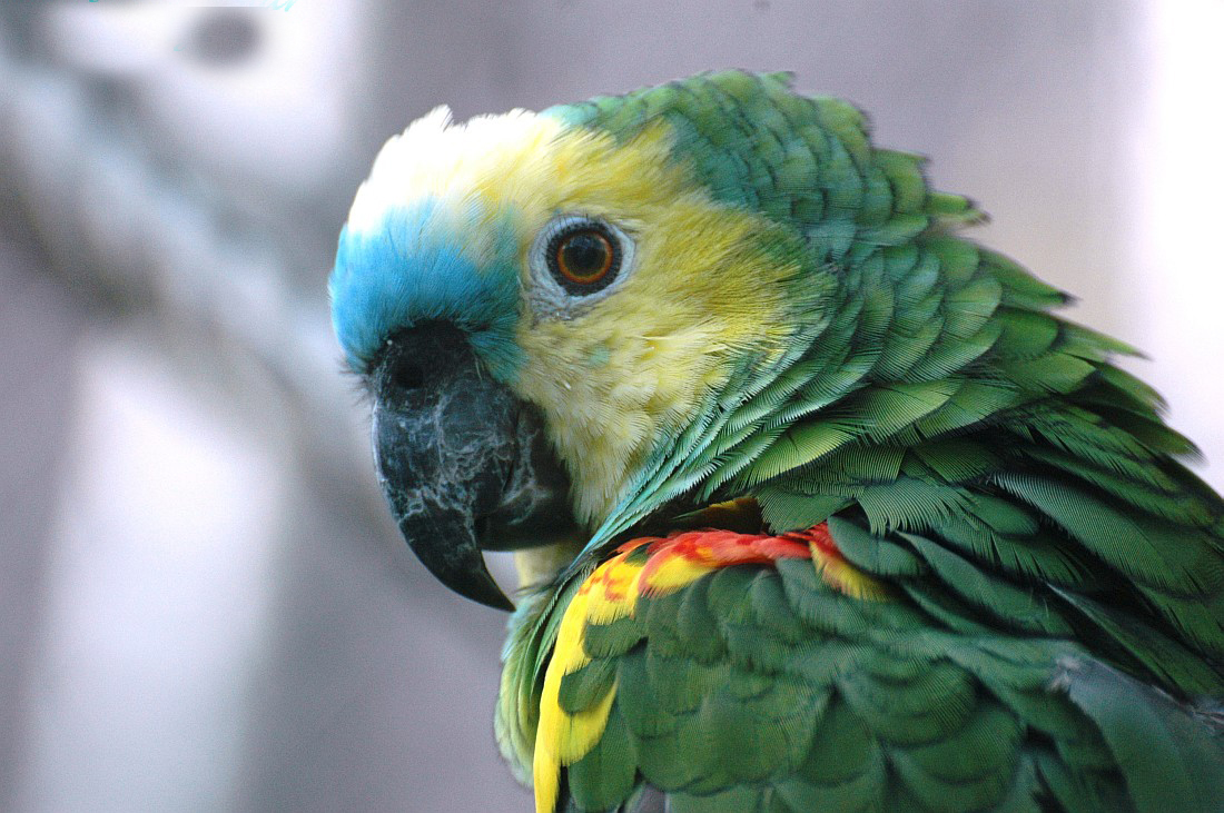  p>青绿顶亚马逊鹦鹉是 a>脊索动物门, /a> a>鹦形目 /a>的一种鸟类.