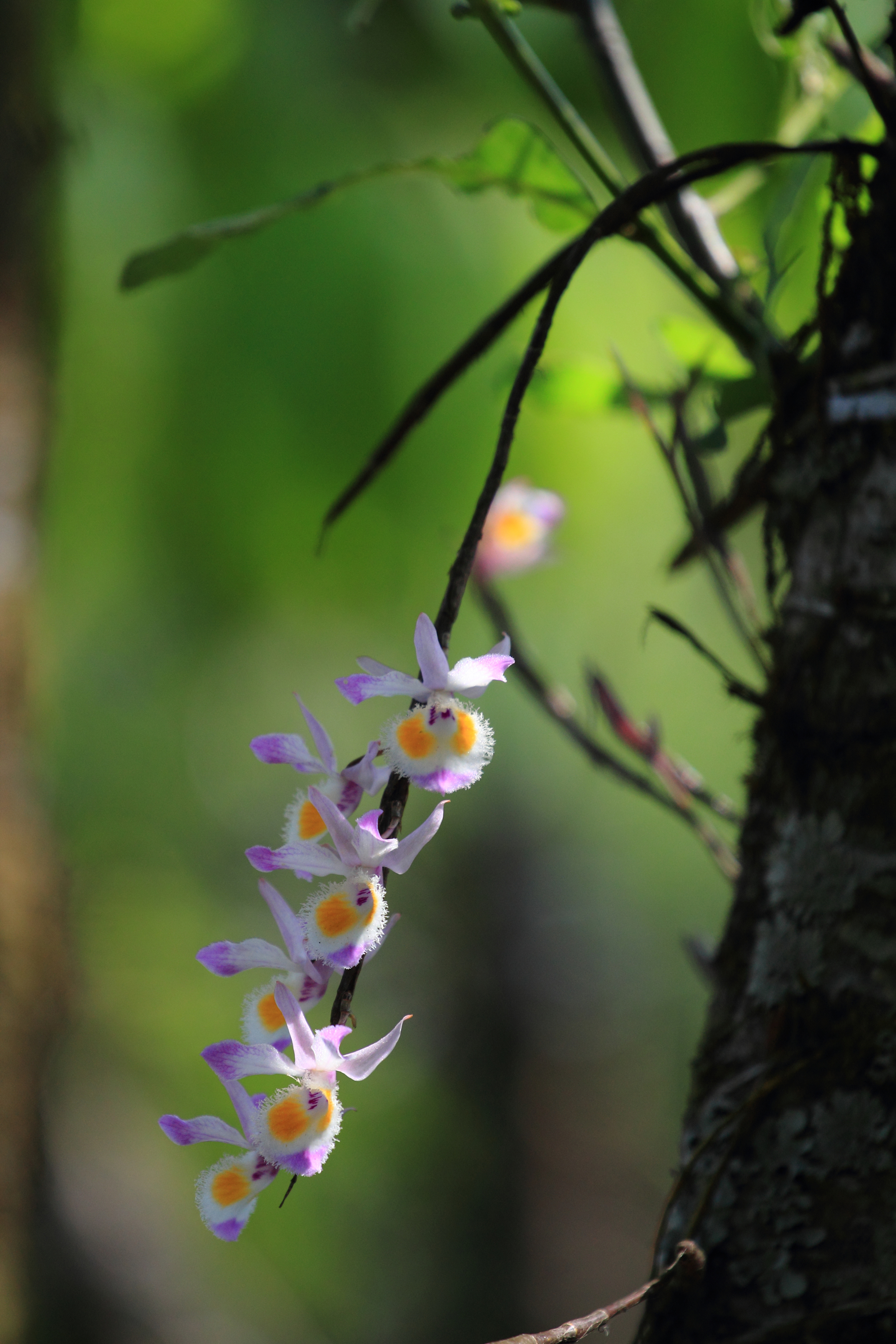 紫皮石斛 全网资源