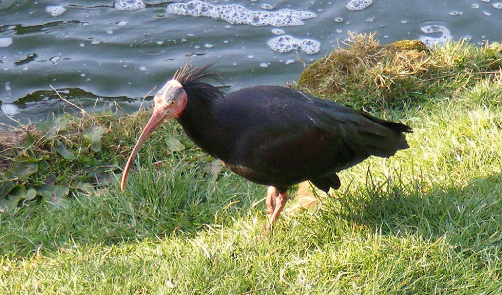  p>鹮科(学名: i>threskiorothidae /i>)是鹈形目的一科,朱鹭科.