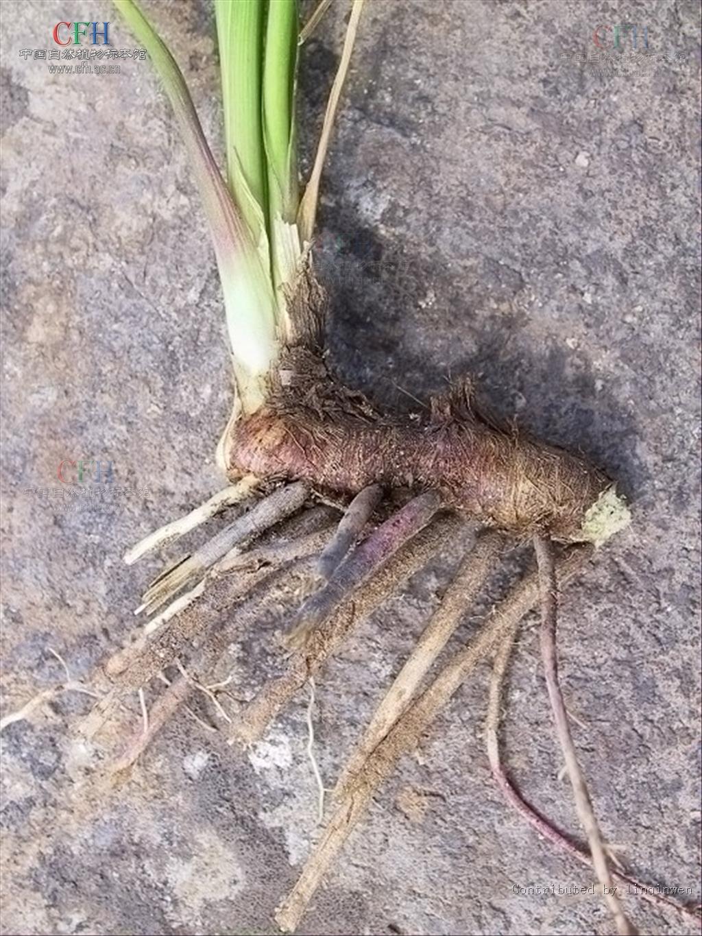  p>知母属(学名: i>anemarrhena /i> bunge)隶属于 a target="_blank"