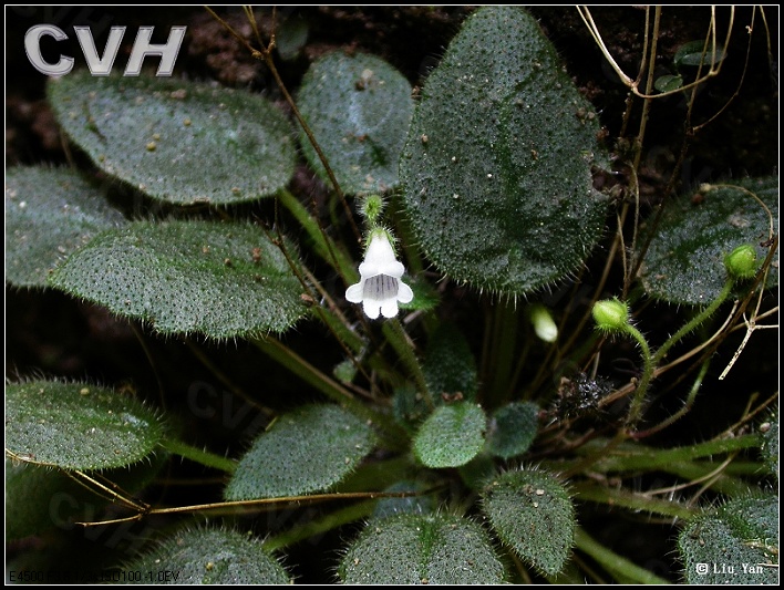  p>盾叶苣苔属(学名: i>metapetrocosmea peltata /i>)是苦苣苔科盾叶