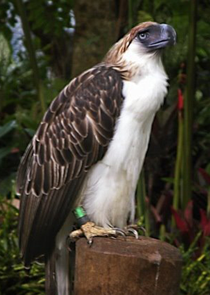  p> a href="#" data-lemmaid="10971941">食猿雕 /a>,又名菲律宾鹰