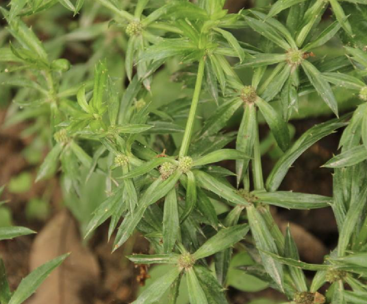 刺芹_百度百科