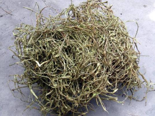 白柳皮_百度百科