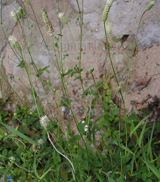 宽蕊地榆(原变种)