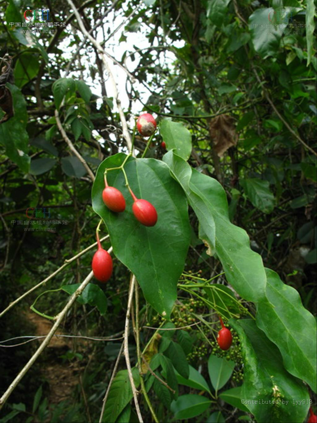  p>赤苍藤(学名: i>erythropalum scandens bl.