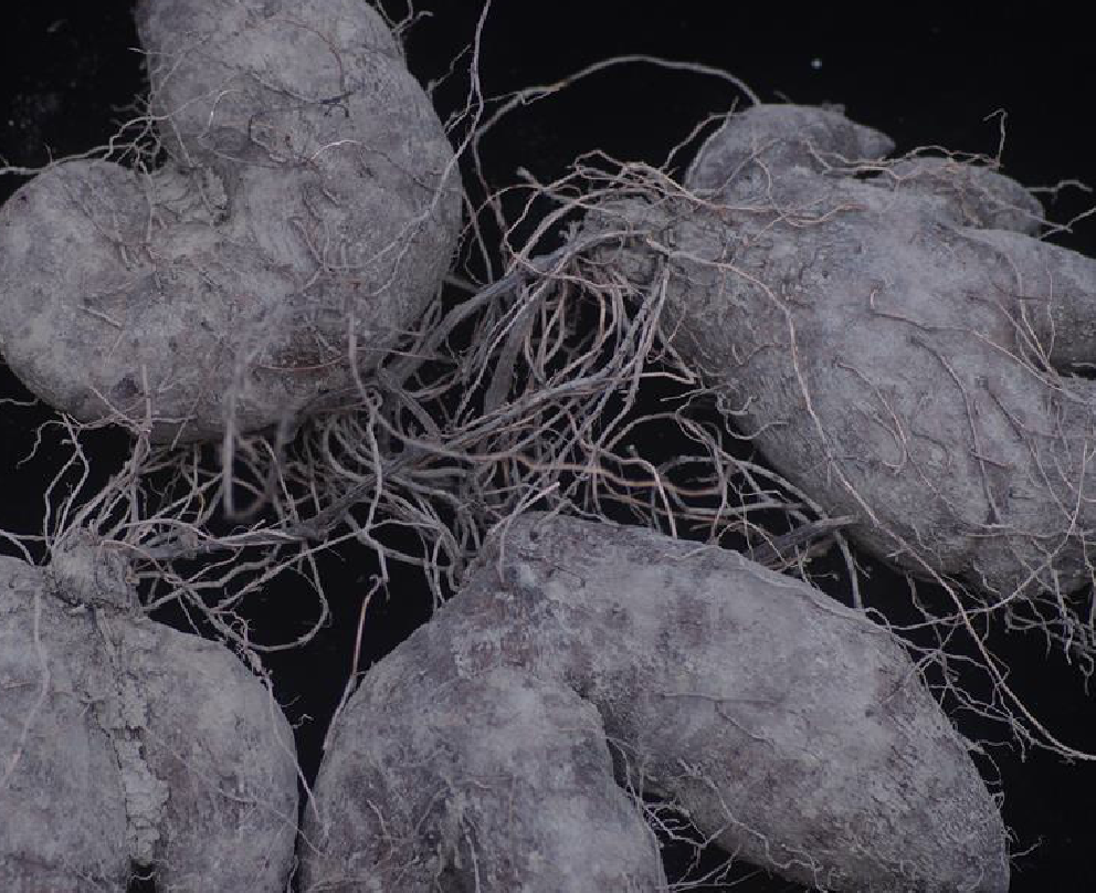 是薯蓣科薯蓣属植物.缠绕草质藤本.