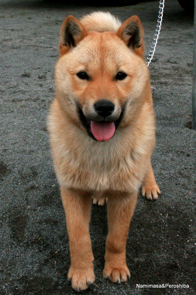  p>艾努犬,别名北海道犬(hoodeddog),类似秋田犬,但体形略小,头部像