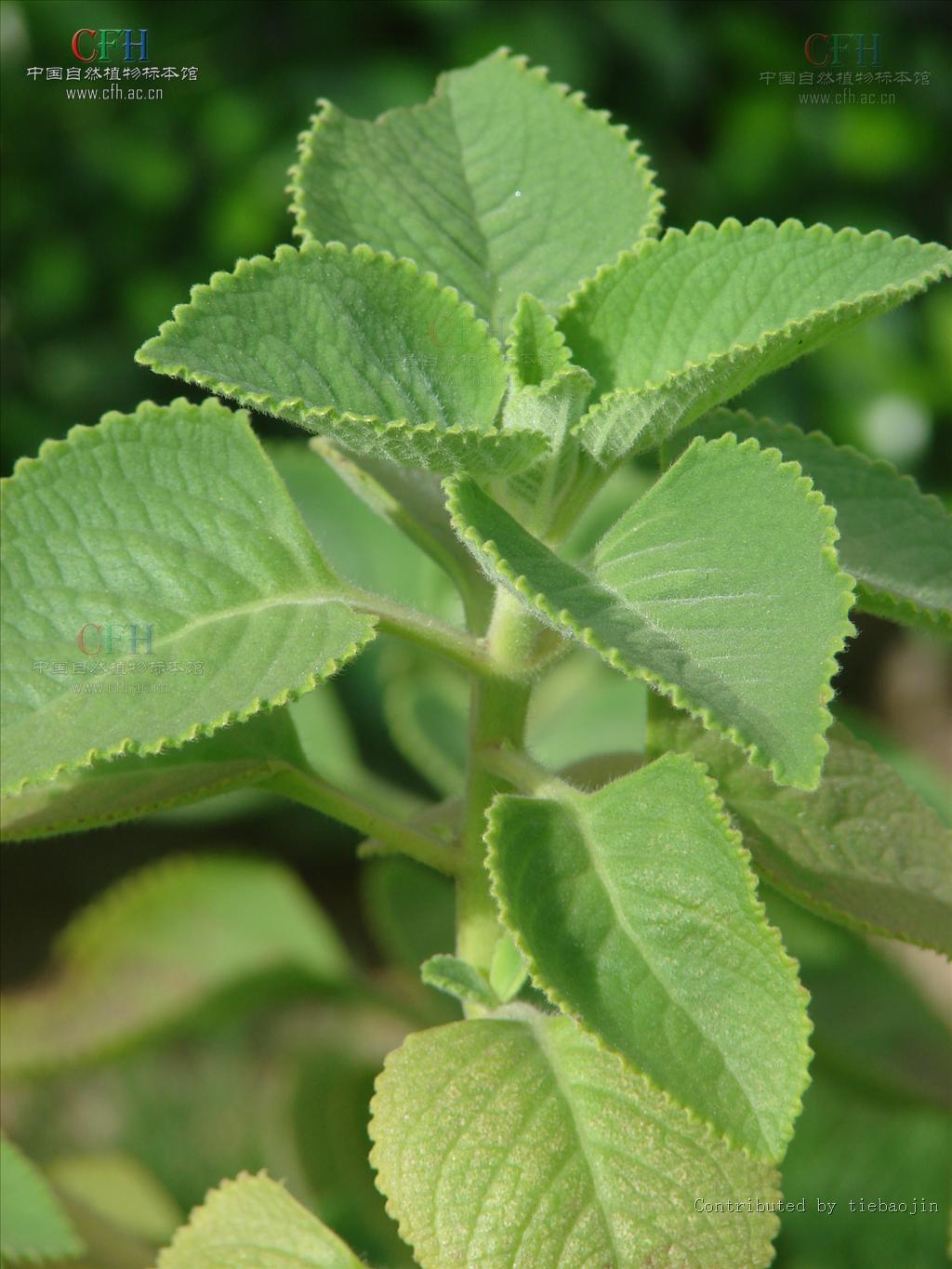  p>排香草属(anisochilus wall.