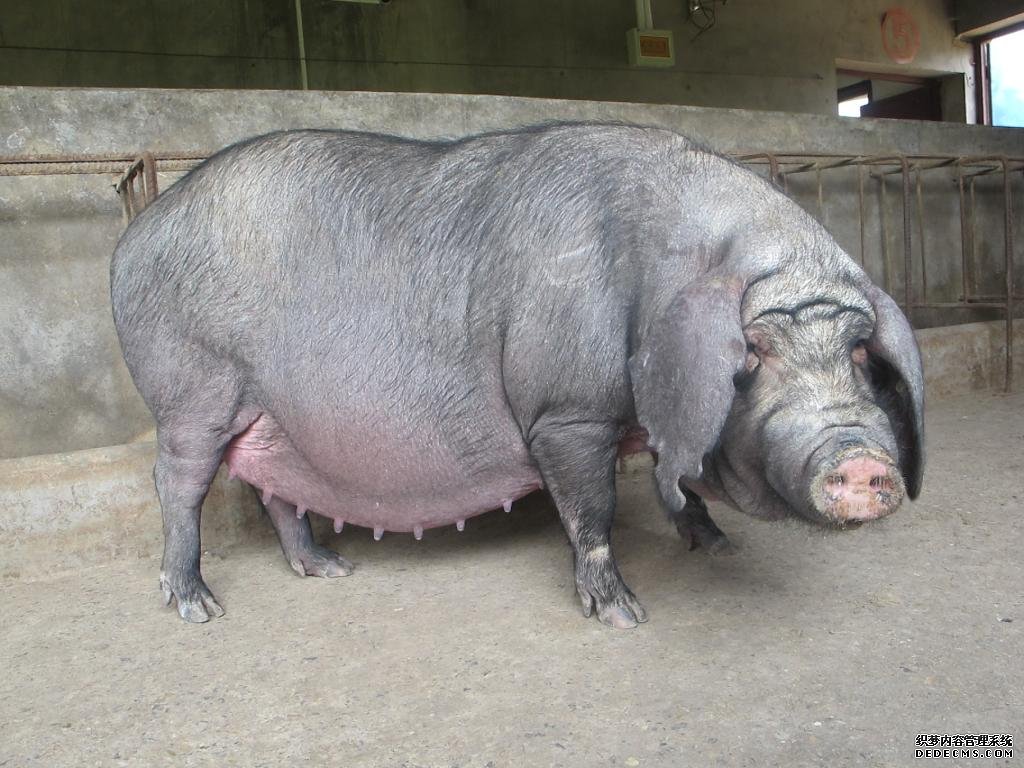 体型中等,各类群间有差异,以梅山猪较大,骨胳较粗壮,米猪的骨胳较细致