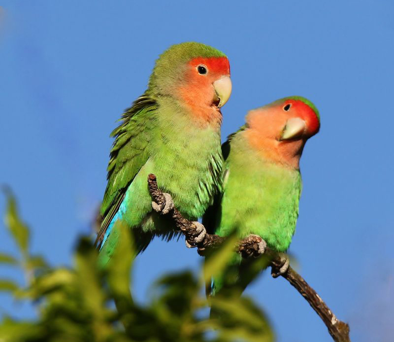  p>桃脸牡丹鹦鹉(学名: i>agapornis roseicollis /i>):体长一般在15