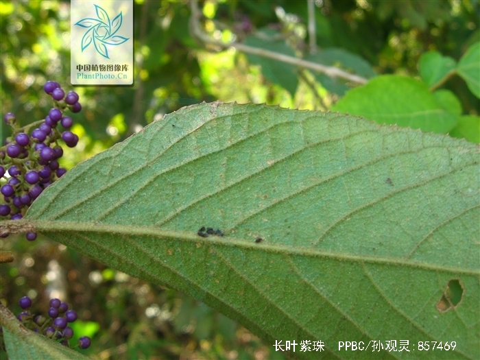 长叶紫珠