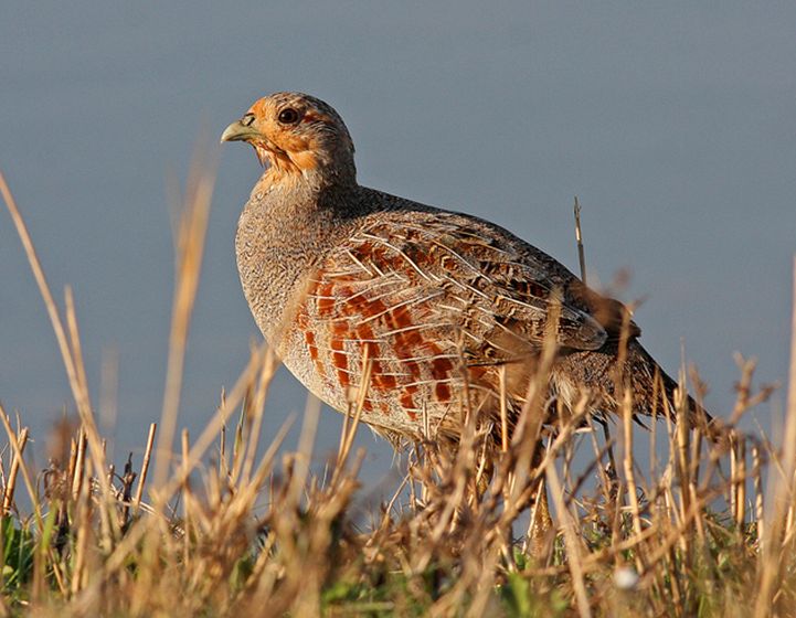 grey partridge