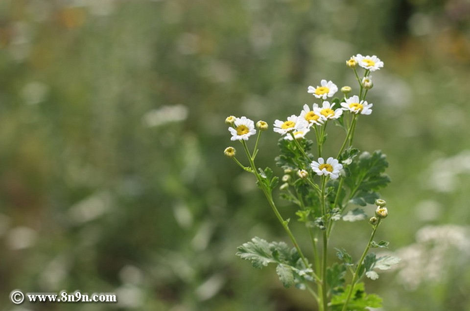  p>短舌匹菊(学名:pyrethrum parthenium (l.) sm.