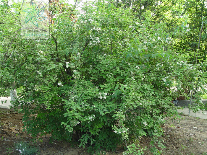 绢毛山梅花(原变种)