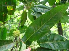 麻栎（山毛榉目壳斗科植物）_百度百科