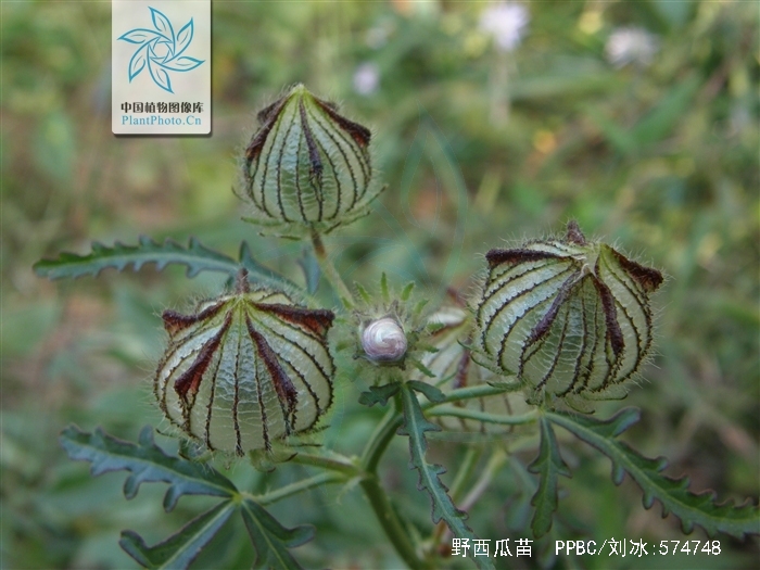 野西瓜苗