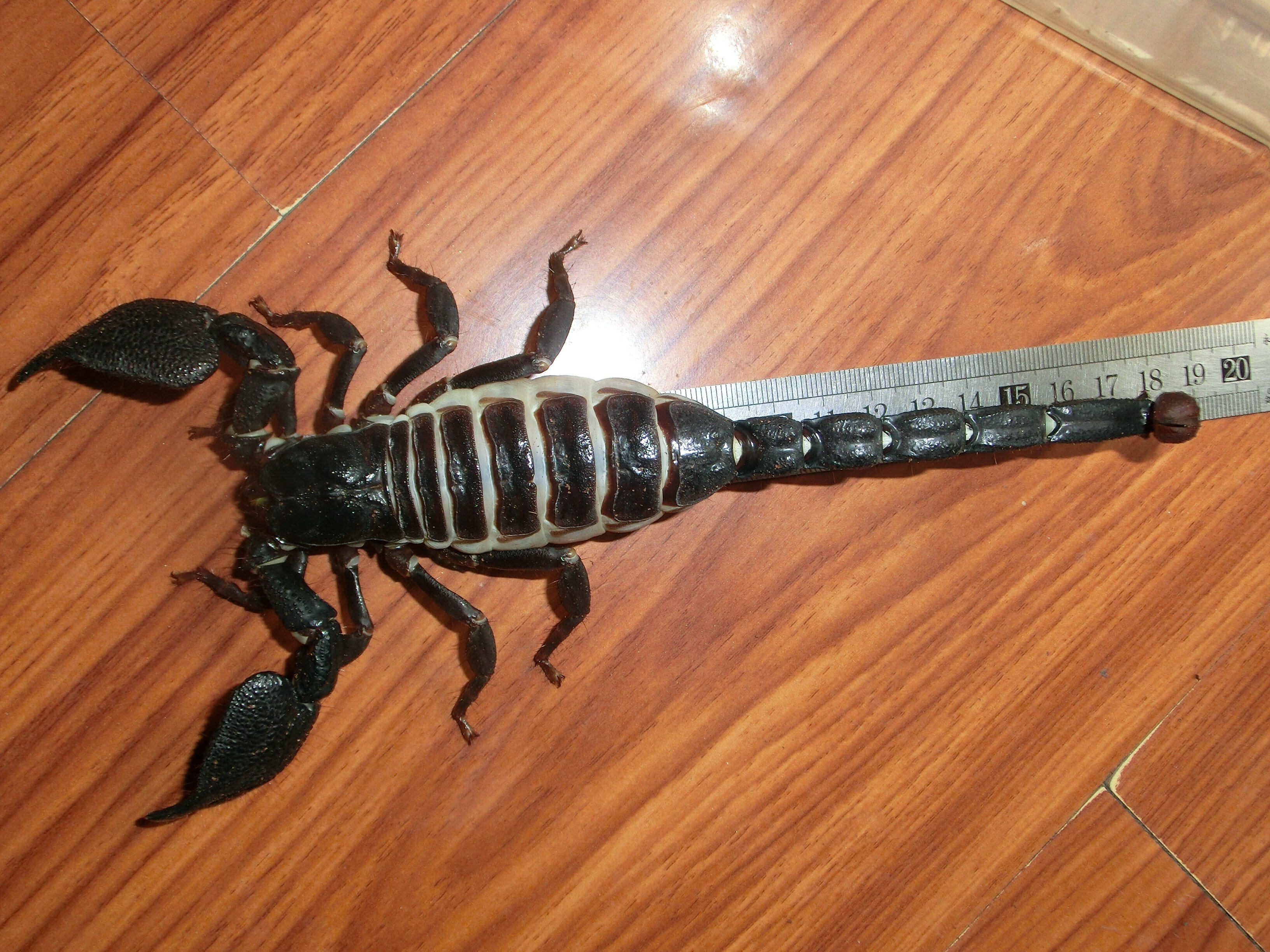 印度红爪雨林蝎